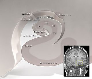 <span class="mw-page-title-main">Subiculum</span> Most inferior part of the hippocampal formation