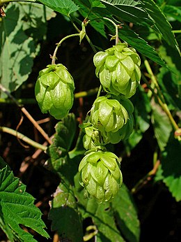 Paprastasis apynys (Humulus lupulus)