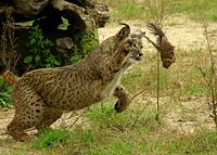 Iberian Lynx catching his prey.jpg