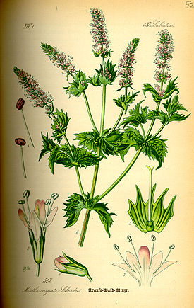 Mentha spicata