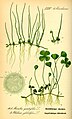 Marsilea quadrifolia, illustration.