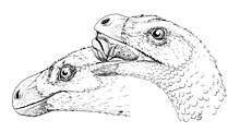 Restoration of head with speculative parrot-like tongue Incisivosaurus gauthieri head.jpg