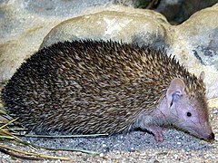 Petit Tenrec-hérisson Echinops telfairi Tenrecidae