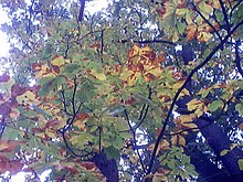 Leaf miner damage to a horse chestnut tree Leaf-miner-damage.jpg