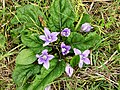 Flowering plant