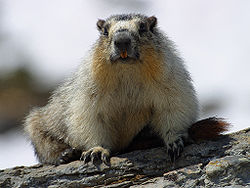 Keltavatsamurmeli (Marmota flaviventris)