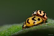 Ladybirds mating