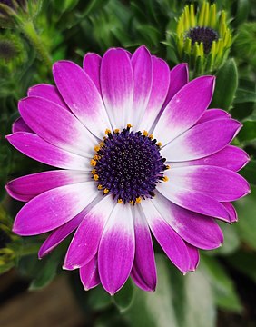 Osteospermum flower