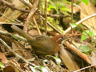 <span class="mw-page-title-main">White-throated oxylabes</span> Species of bird