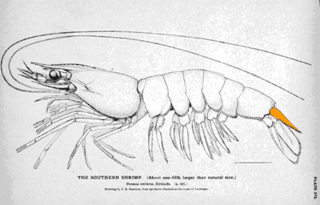 <span class="mw-page-title-main">Telson</span> Hindmost division of an arthropod body