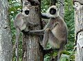 Tufted Gray Langur (Semnopithecus priam), Tamil Nadu, India.