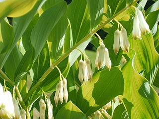 <i>Polygonatum <span style="font-style:normal;">×</span> hybridum</i> Species of flowering plant