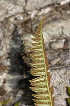 Polystichum lonchitis