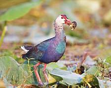 Porphyrio indicus viridis - Bueng Boraphet, Thailand