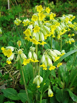 Pavasarinė raktažolė (Primula veris)