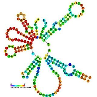 <span class="mw-page-title-main">U2 spliceosomal RNA</span>