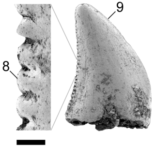 <i>Richardoestesia</i> Extinct genus of dinosaurs