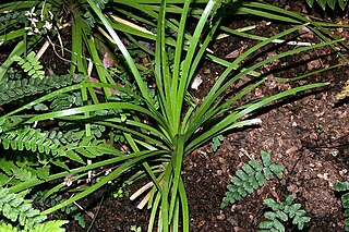 <i>Romnalda ophiopogonoides</i> Species of flowering plant