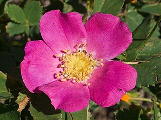 <i>Rosa woodsii</i> Species of flowering plant