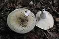 Russula heterophylla