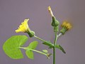 an inflorescence and leaf