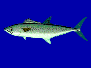 <span class="mw-page-title-main">West African Spanish mackerel</span> Species of fish