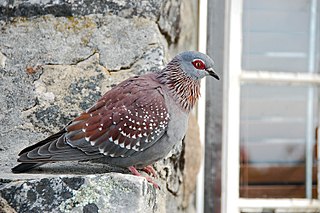 <span class="mw-page-title-main">Speckled pigeon</span> Species of bird