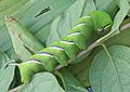 Sphinx ligustri