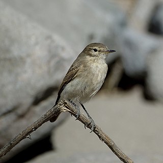 Spot-billed ground tyrant Species of bird