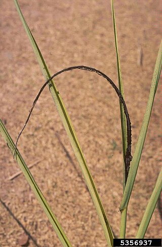 <span class="mw-page-title-main">Sugarcane smut</span> Species of fungus