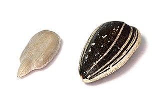 <span class="mw-page-title-main">Sunflower seed</span> Seed of the sunflower (Helianthus annuus)