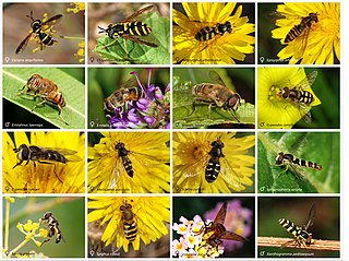 <span class="mw-page-title-main">Hoverfly</span> Family of insects