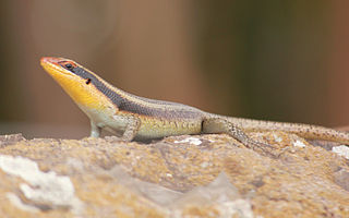 <i>Trachylepis wahlbergii</i> Species of lizard