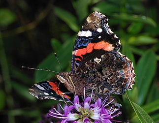 Red Admiral butterfly