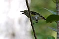 White-eyed vireo