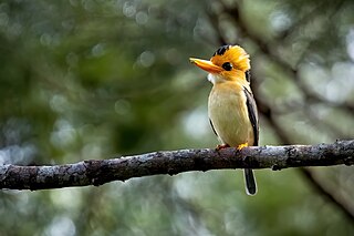 <span class="mw-page-title-main">Yellow-billed kingfisher</span> Species of bird