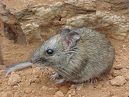 Storauodegė žiurkė (Zyzomys pedunculatus)