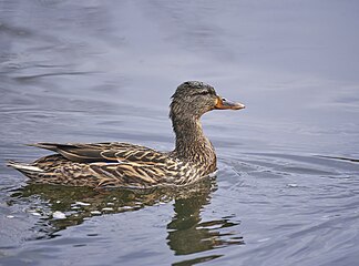 Mallard hen in West Pond