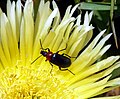 * Nomination Ground beetle on a flower - Alvesgaspar 15:33, 15 May 2007 (UTC) * Promotion Sharp. Interesting Composition. -- Ram-Man 04:56, 16 May 2007 (UTC)