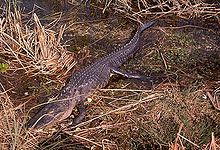 An alligator Alligator3.jpg