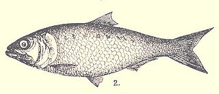 <i>Alosa caspia</i> Species of fish