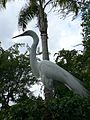 Great Egret (Ardea alba)