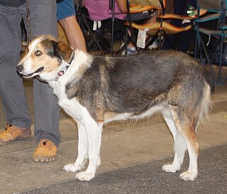 <span class="mw-page-title-main">Aidi</span> Dog breed