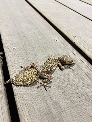 <span class="mw-page-title-main">Broad-tailed gecko</span> Species of lizard