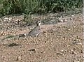 Birwina tal-Asja Charadrius Asiaticus (K)