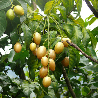 <i>Clausena</i> Genus of flowering plants