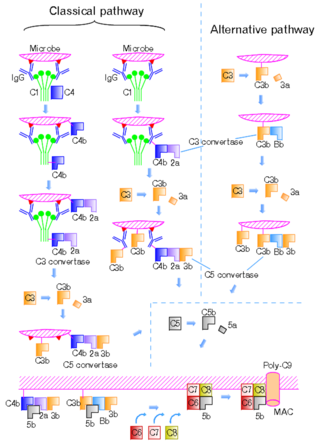 <span class="mw-page-title-main">Classical complement pathway</span> Aspect of the immune system