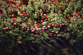 <span class="mw-page-title-main">Cranberry</span> Plant species bearing edible fruit