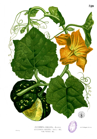 <i>Cucurbita maxima</i> Species of squash