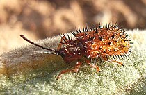 Жук Dicladispa testacea з родини шипоносок (Hispidae), яка одержала назву завдяки покриттю надкрил: лат. hispidus — мохнатий, щетинистий